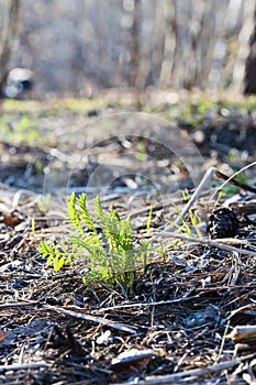 Green sprout growing out of soil