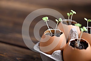 Green sprout growing out from soil in eggshells on table in the garden