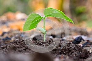 Green sprout growing from seed