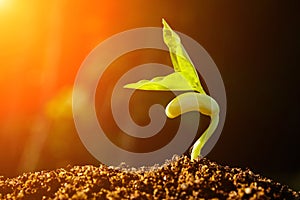 Green sprout growing from seed