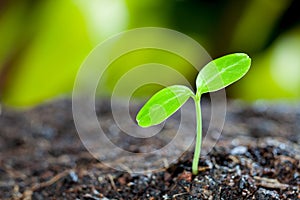 Green sprout growing from seed in organic soil