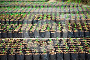 Green sprout growing from seed, plant farm