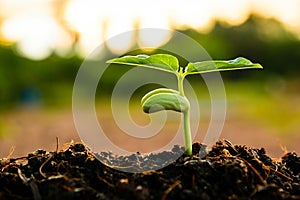 Green sprout growing from seed