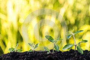 Green sprout growing from soil on green natural background