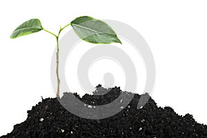 Green sprout growing from soil isolated on white background. Young plant tree