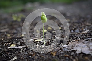 Green sprout growing in soil with outdoor sunlight and blur background. Growing and environment concept