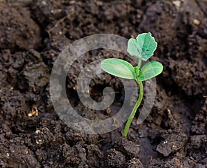 Green sprout growing from the soil