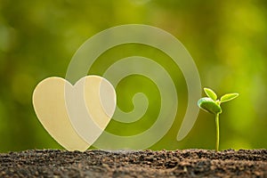 Green sprout growing in soil and wooden heart symbol on outdoor sunlight and green blur background. Love tree, Save world, or