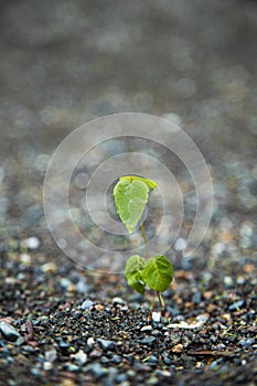 Green sprout growing in stone . new life concept . Vertical shot