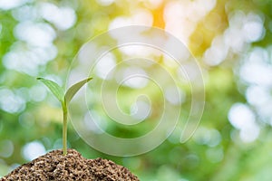 Green sprout growing, young plant from soil with sunlight and Green blur nature background