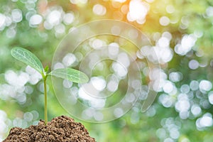 Green sprout growing, young plant from soil with sunlight and Green blur nature background