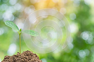 Green sprout growing, young plant from soil with sunlight and Green blur nature background