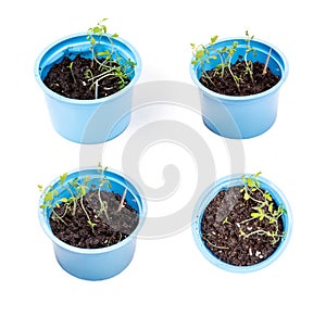 Green sprout is grown in blue plastic cup. Four different types