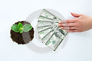 Green sprout, hands holding money