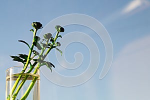 Green sprout of a home plant. Plant sprout in a glass. copy space. ecology concept