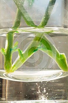 Green sprout of a home plant. Plant sprout in the water. ecology concept