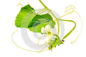 Green sprout Lagenaria with white flower