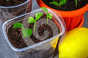 A green sprout of lemon in a pot. Seedling from the bones. Ripe lemon fruit next to a tree.