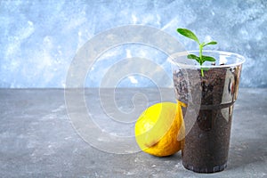 A green sprout of lemon in a pot. Seedling from the bones. Ripe lemon fruit next to a tree.