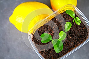 A green sprout of lemon in a pot. Seedling from the bones. Ripe lemon fruit next to a tree.