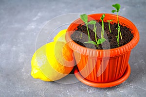 A green sprout of lemon in a pot. Seedling from the bones. Ripe lemon fruit next to a tree.