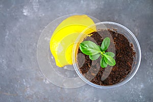 A green sprout of lemon in a pot. Seedling from the bones. Ripe lemon fruit next to a tree.