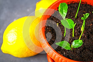 A green sprout of lemon in a pot. Seedling from the bones. Ripe lemon fruit next to a tree.