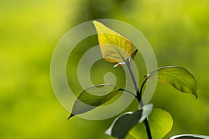 Green sprout of lilac on green background