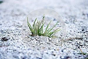 Green sprout made its way through the white stones