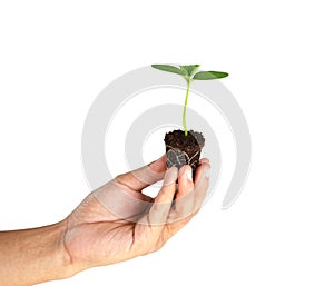 Green sprout in man hand isolated on white background.