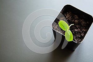 Green sprout in a Ñontainer for seedlings.