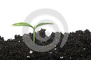 Green sprout of orange fruit growing out from soil, white background.