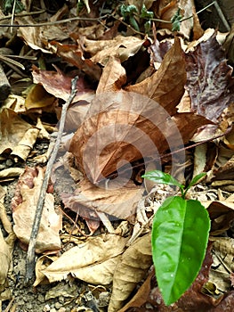 Green sprout of an orange tree