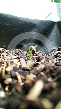 green sprout of plant