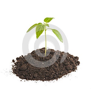 Green sprout plants growing from heap of soil, isolated on a white background. Ecology and hope