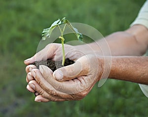 Green Sprout in senior man hand