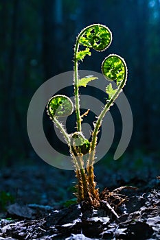 Green sprout in the spring forest