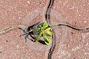 Green sprout sprouted between road tiles. Concept - urbanization against nature. Close-up