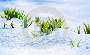 Green sprout on the strong sun with ice and snow