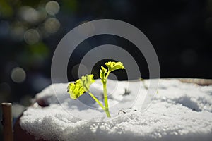 Green sprout on strong sun with ice and snow