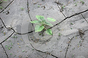 Green sprout sunflower on cracked earth