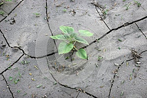 Verde la clave girasol sobre el agrietado La tierra 