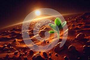 Green sprout on the surface of the red planet Mars, the birth of new life. Space exploration colonization