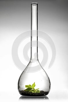 Green sprout in the test-tube