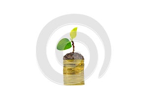 Green sprout tree on stacked golden coins isolated on white background.