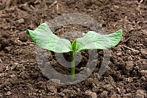 Green sprout watermelon, melon, squash or pumpkin close - up in the ground.