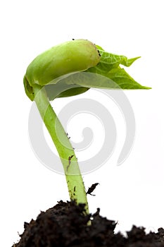 Green sprout on a white background