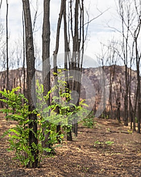A green sprout after the wildfires in Evros region Greece, Parnitha, Evia, Euboea, Canada, Amazon