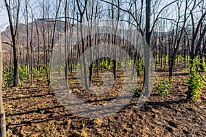 A green sprout after the wildfires in Evros region Greece, Parnitha, Evia, Euboea, Canada, Amazon