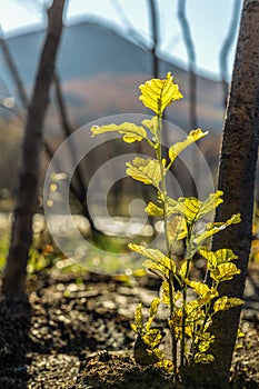 A green sprout after the wildfires in Evros region Greece, Parnitha, Evia, Euboea, Canada, Amazon